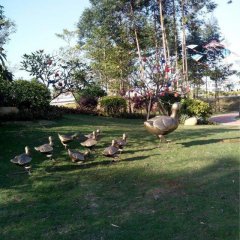 鴨子銅雕，公園動物銅雕，園林景觀銅雕